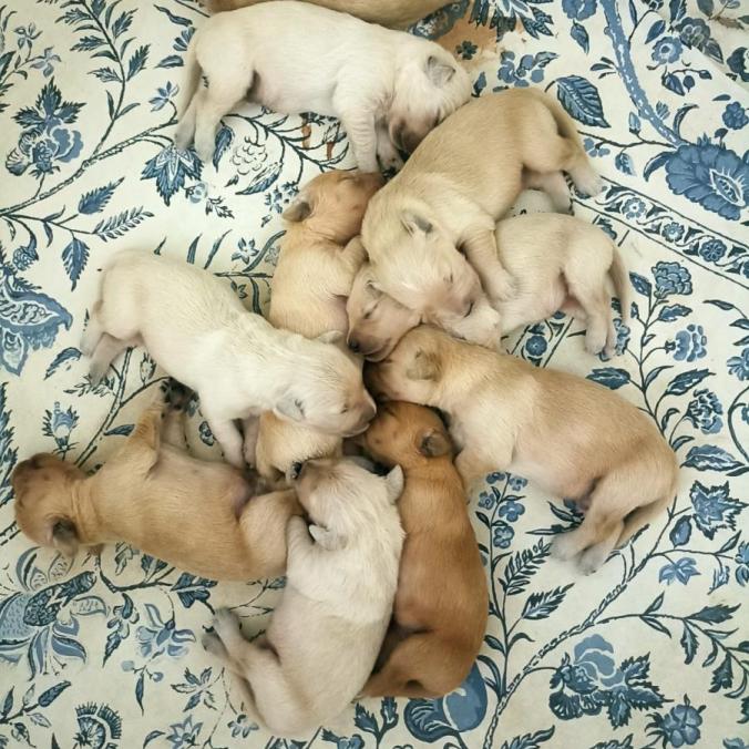 2024-agosto-cuccioli-1