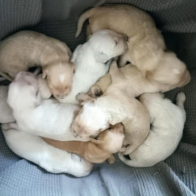 2024-agosto-cuccioli-2