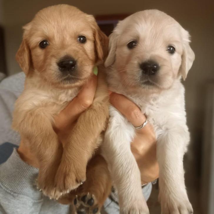 2024-agosto-cuccioli-3