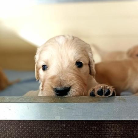 2024-agosto-cuccioli-4