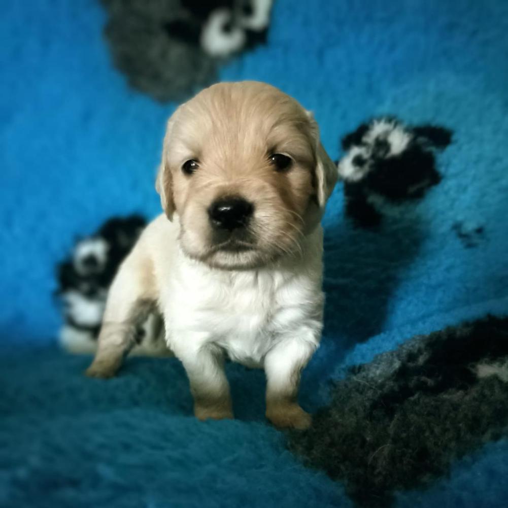 2024-agosto-cuccioli-5