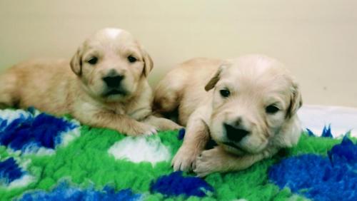cuccioli-4